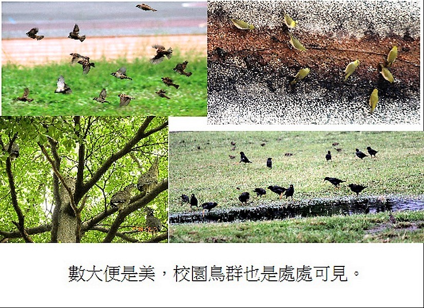 觀，學校什麼鳥事（文章圖片）