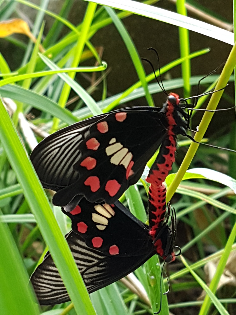 紅紋鳳蝶（圖片2）