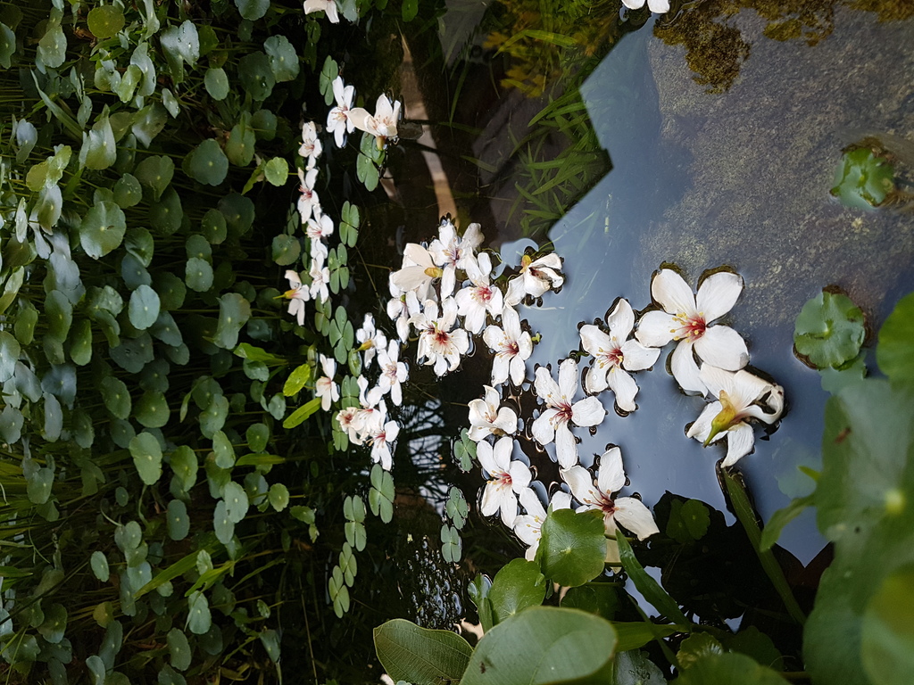 水生池及油桐花（圖片5）