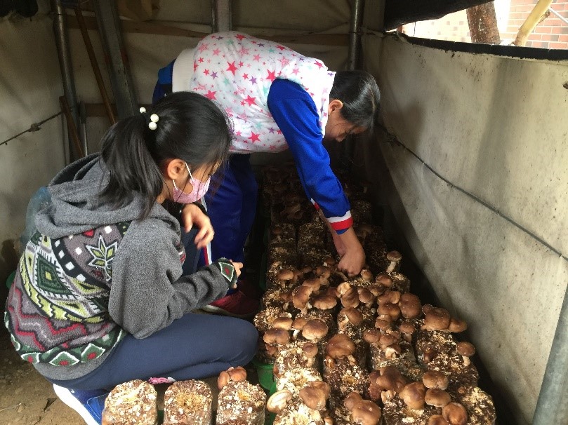 學生親手採收香菇（圖片4）