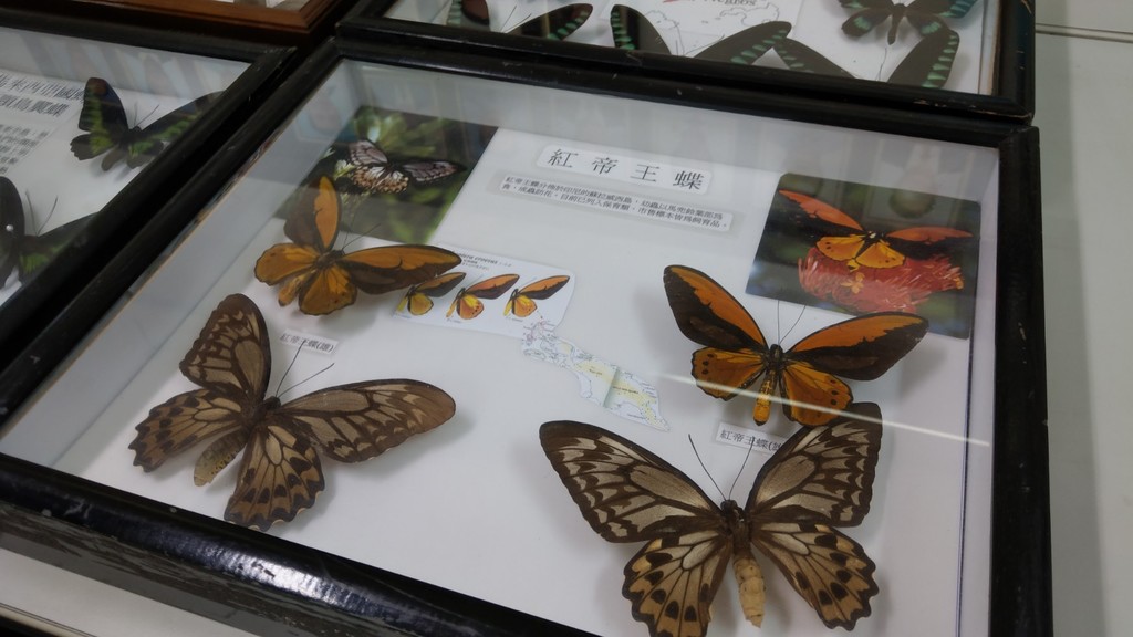 珍貴的蝴蝶標本展覽（圖片2）