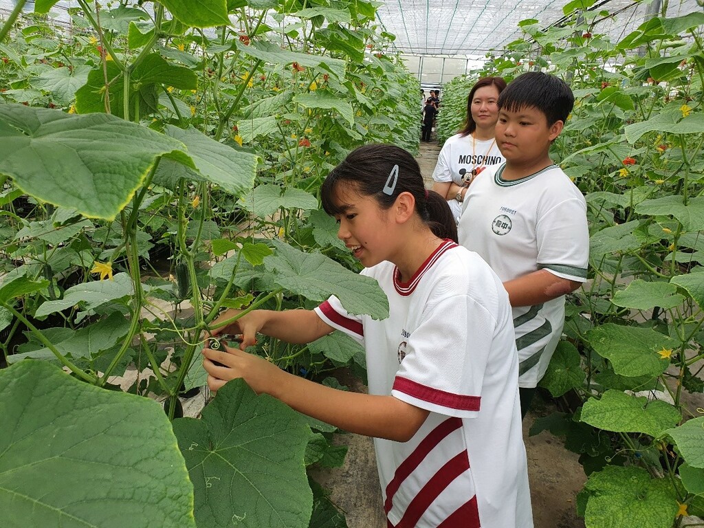 安排學生「從做中學」親手操作小黃瓜採收