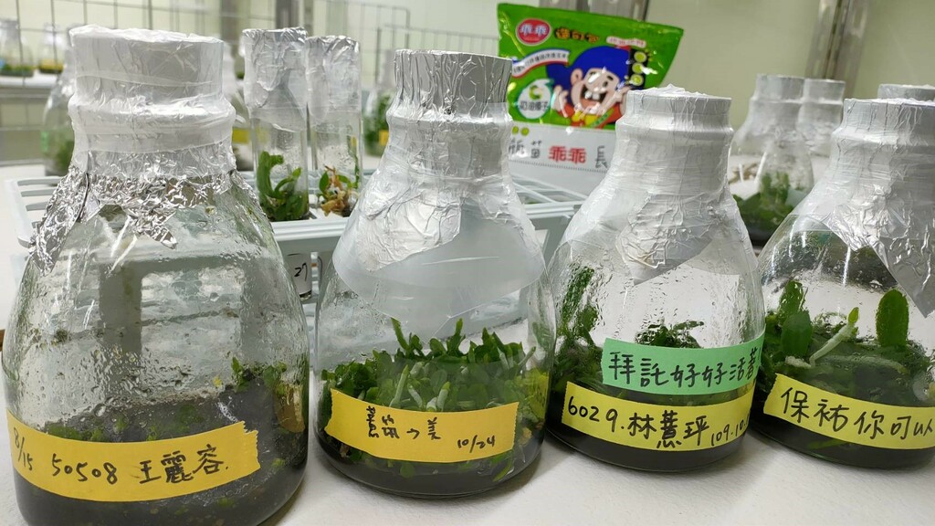 蘭花課程之無菌培養學生作品