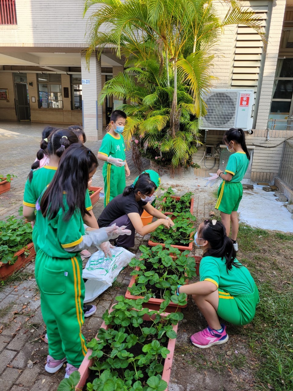 老師帶領學生幫草莓盆栽除草、施肥