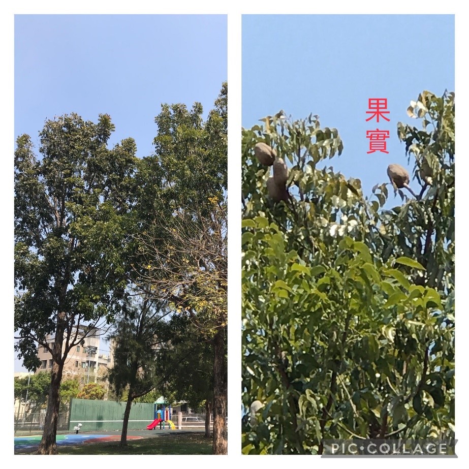 校園中的大葉桃花心木（圖片3）
