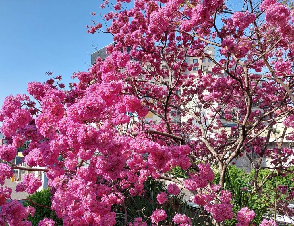 教育幽徑上　為一樹芳華（文章圖片）