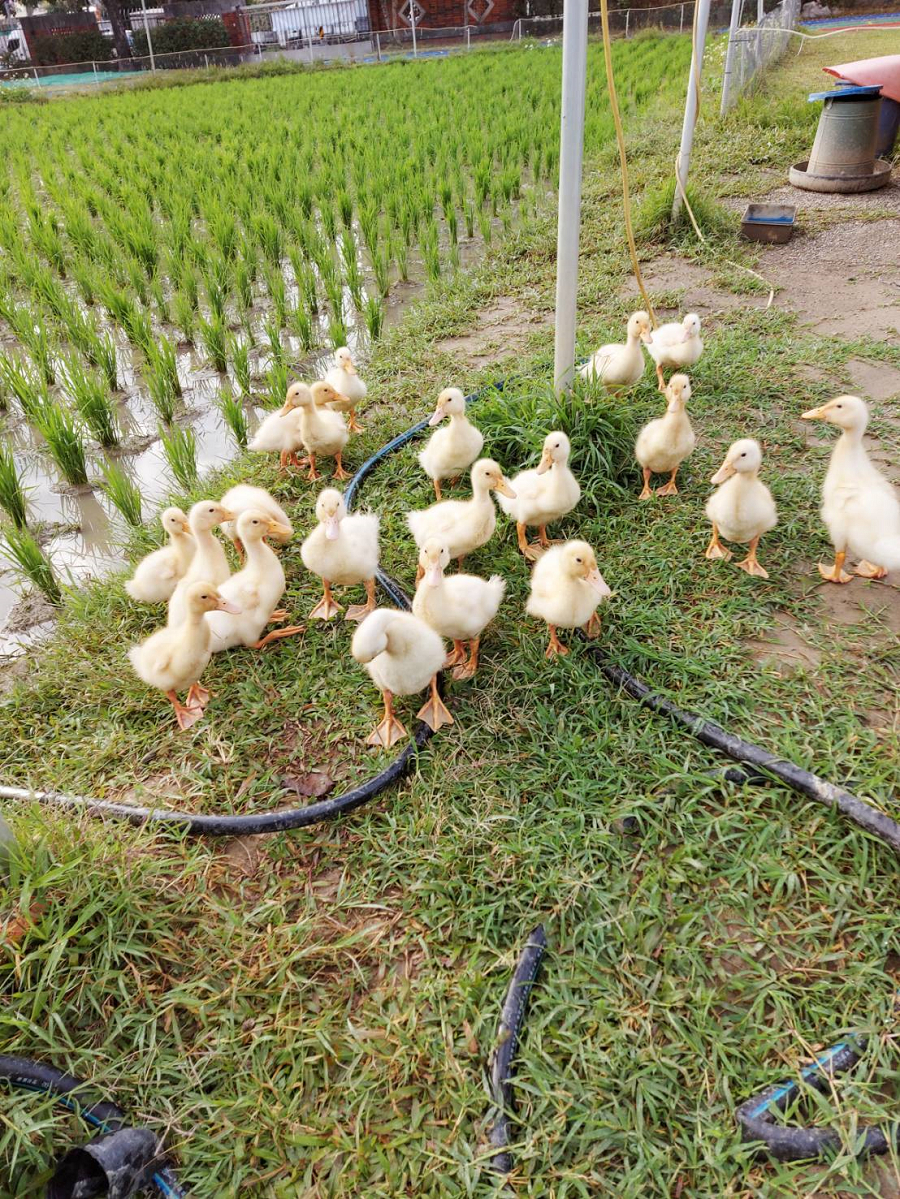 神奇的小鴨是天賜的農務高手（圖片3）