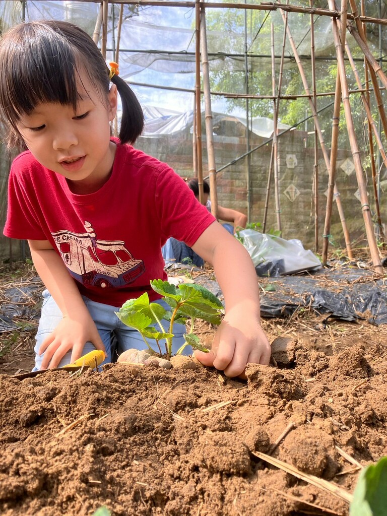 東汴食農趣　不能「莓」有你（文章圖片）