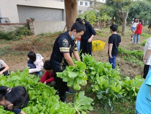 學生採收種植的蔬菜（圖片1）