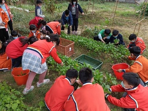 整理照顧菜園（圖片2）