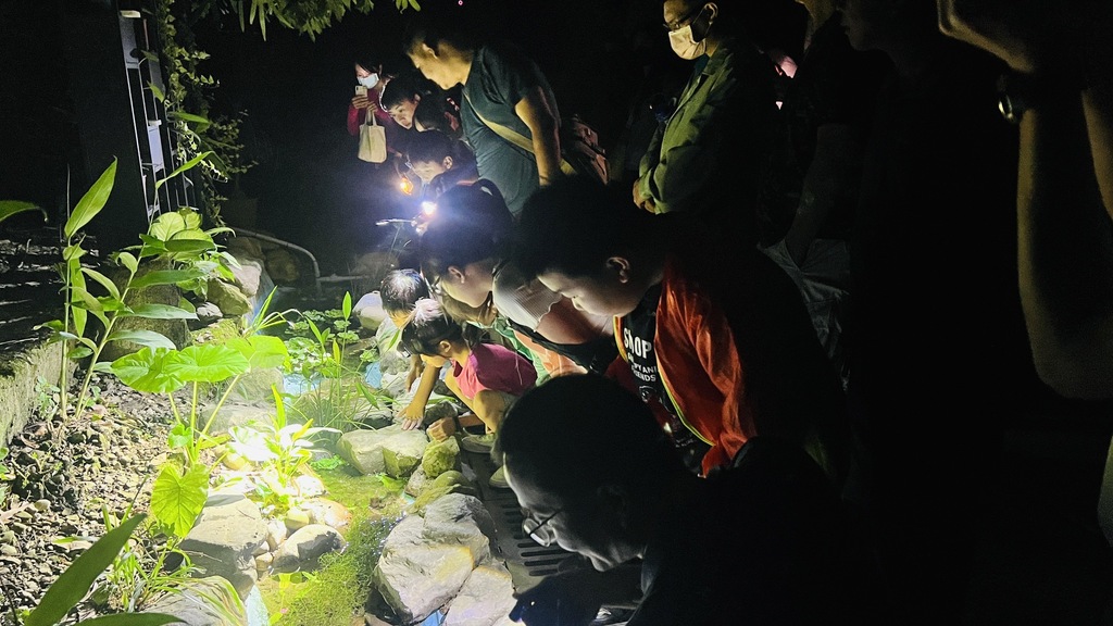 秘境　桐林小小生態溝（文章圖片）