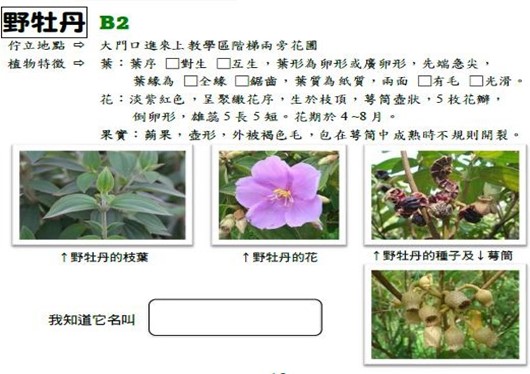 臺灣山林復育協會推動校園生態綠化後新種植的野牡丹也納入觀察項目（圖片4）