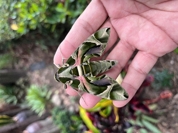 意外的課外嘉賓順利羽化為軍綠色夾竹桃天蛾（圖片1）