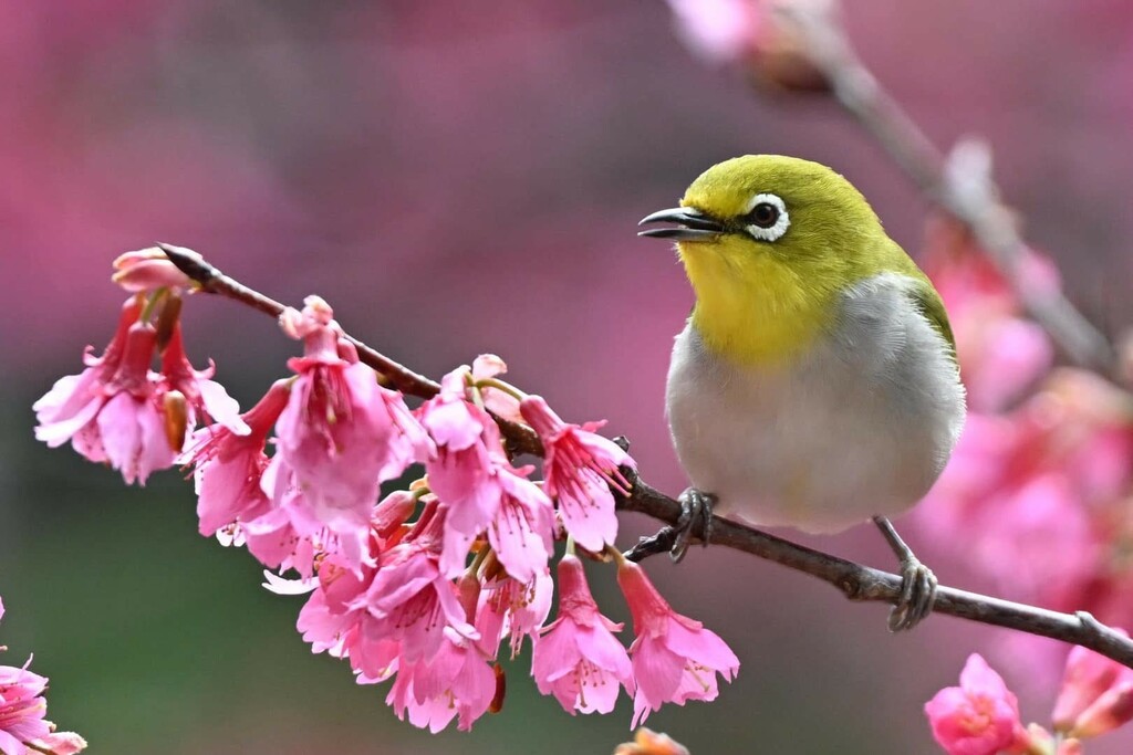 校園一隅(廖培智老師攝影)&nbsp;（圖片5）