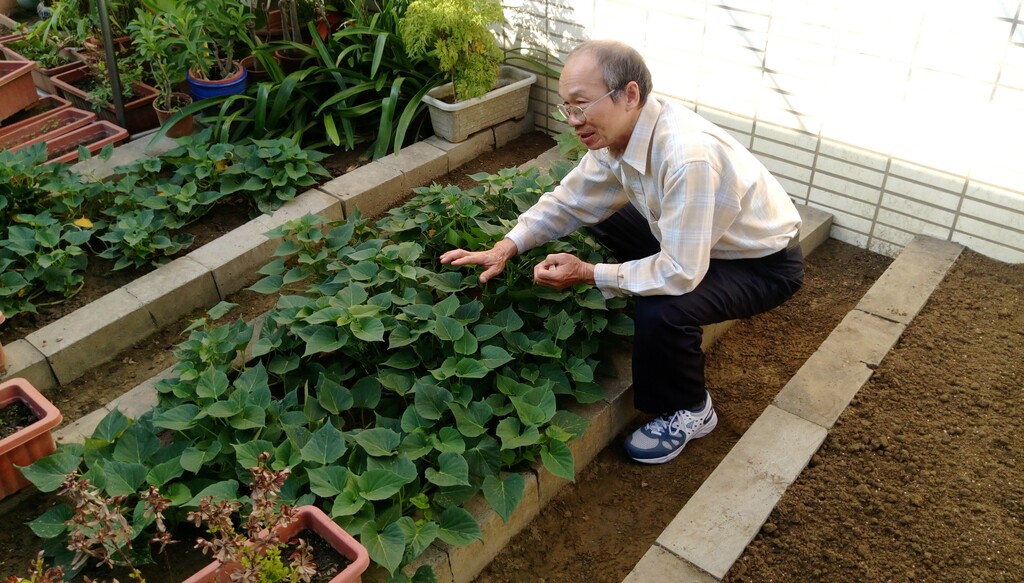 賴賴福勝先生用愛澆灌的菜園總是充滿生機（圖片2）