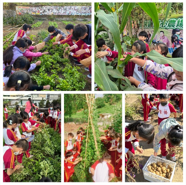 學生親手採摘所種植的各種作物&nbsp;（圖片4）