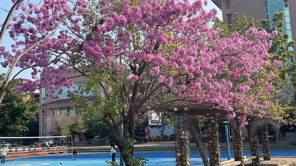 進入校園的林蔭小徑（圖片2）