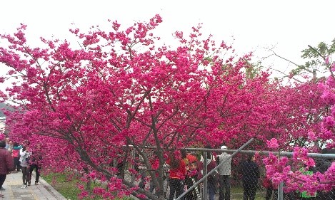 櫻花林道粉嫩盛開（圖片1）