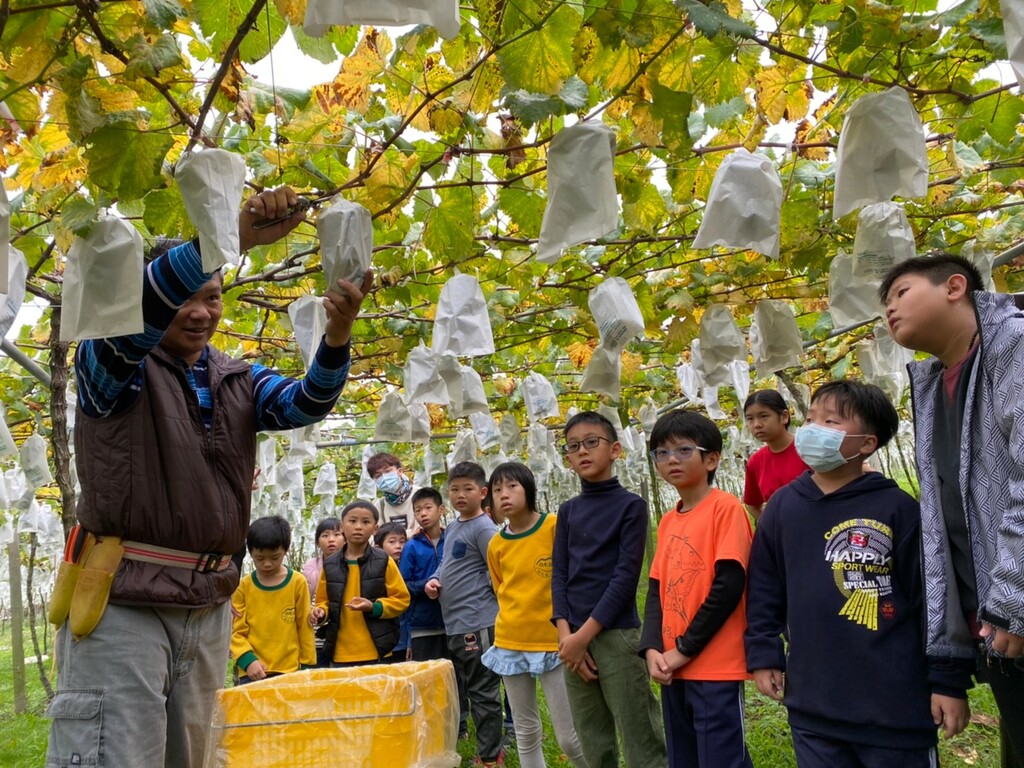 師生走入葡萄園學習(圖片5)