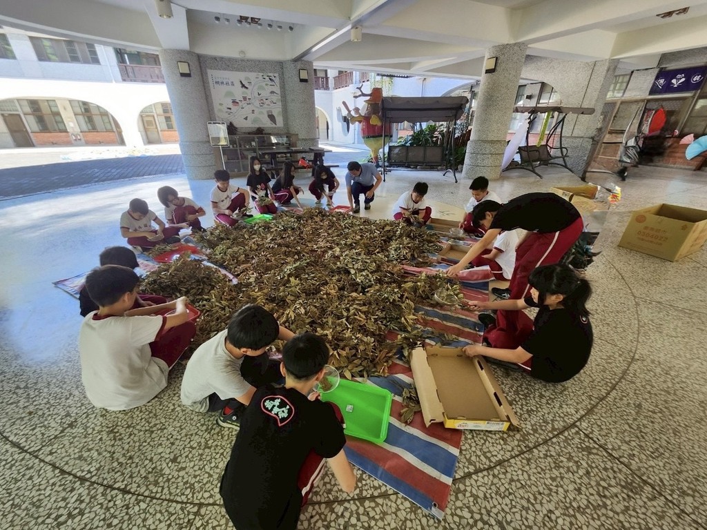 桐林在地實踐　永續共生樂學同行（文章圖片）