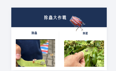 學生利用Canva製作龍眼花茶相關簡報