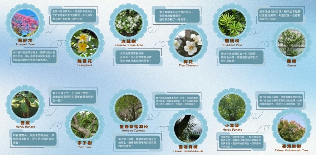 城市中的森林小學-圖片4